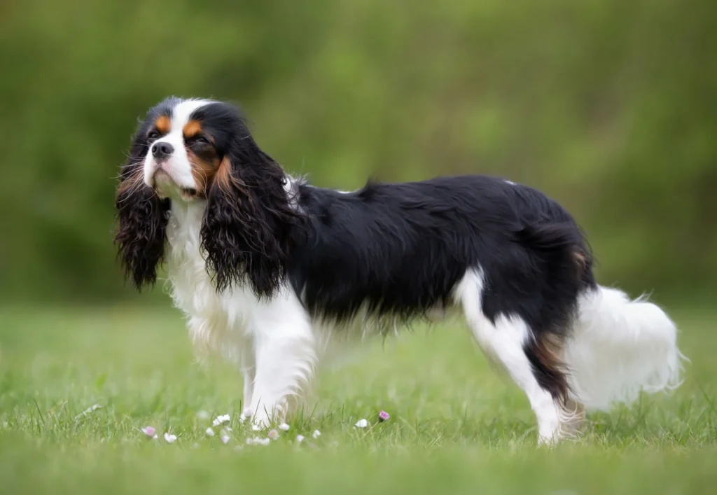 10 raças de cachorro consideradas as mais dóceis