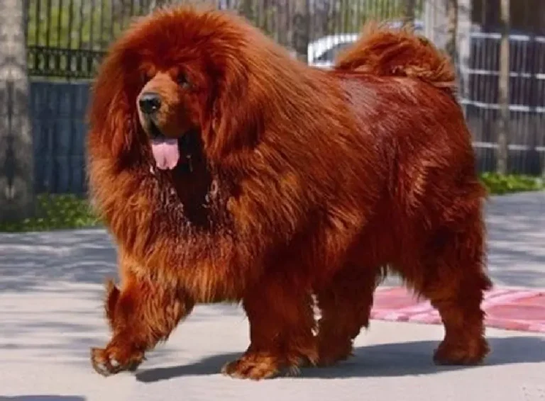 7 raças de cachorro mais caras do mundo