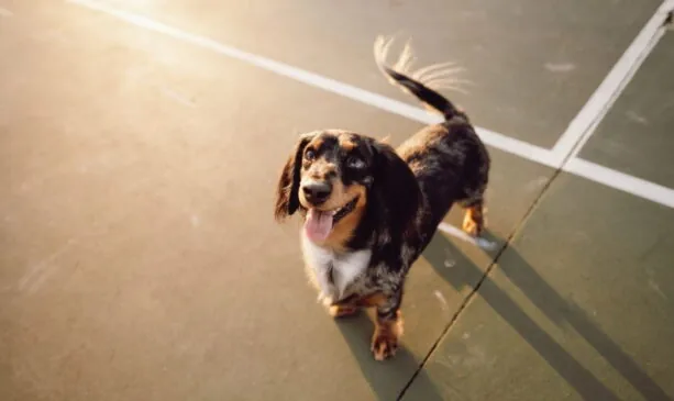 10 raças de cachorros conhecidas pelo temperamento tranquilo que podem combinar com famílias e uma rotina mais sossegada