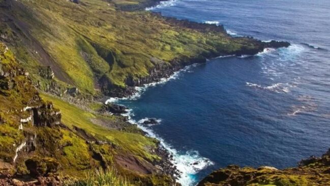 Cinco gatos viraram 2 mil, mataram 455 mil aves por ano e transformaram ilha em desastre ambiental com prejuízo de R$ 127 milhões