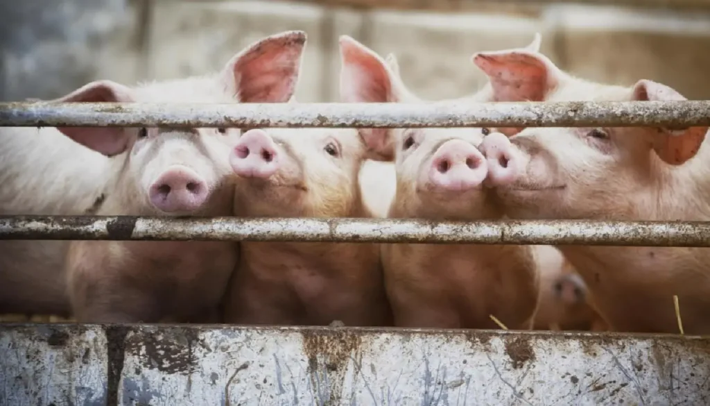 Produção recorde de carne suína pressiona mercado e desafia produtores