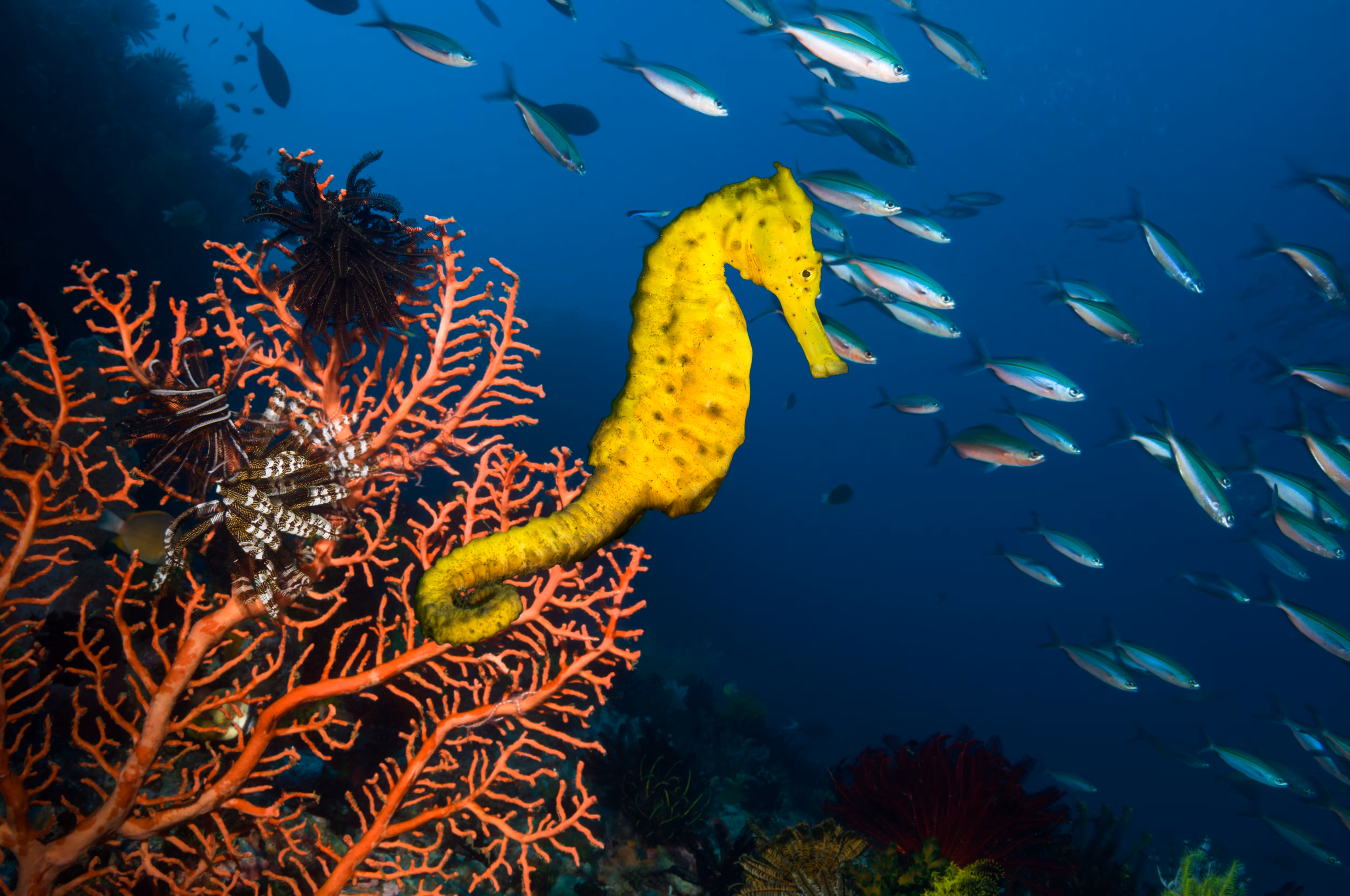37 millones de caballitos de mar al año: el comercio de vida silvestre es mucho mayor de lo que se creía