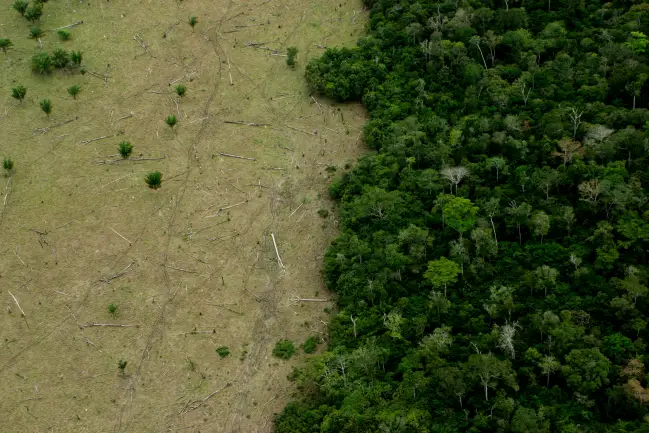 Cinco estados concentram quase metade dos fragmentos de vegetação nativa do Brasil