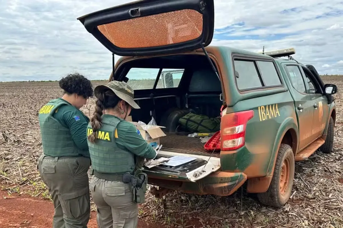 Ibama multa propriedades por milho transgênico em Goiás