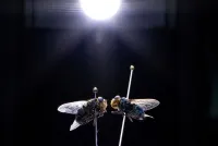 Estados Unidos confirmam primeiro caso de mosca-bicheira no Arizona