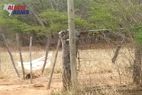 Fio de rede elétrica caído deixa moradores em alerta após morte de animais em comunidade rural de Malhada