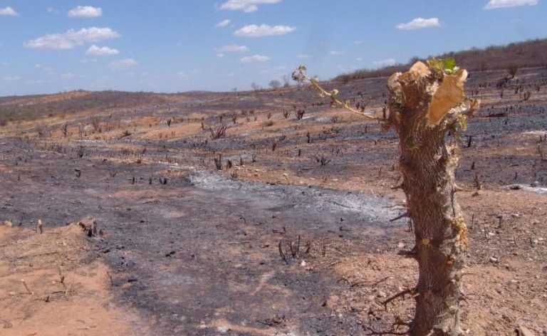 MPBA investiga desmatamento ilegal na Caatinga em Riacho de Santana