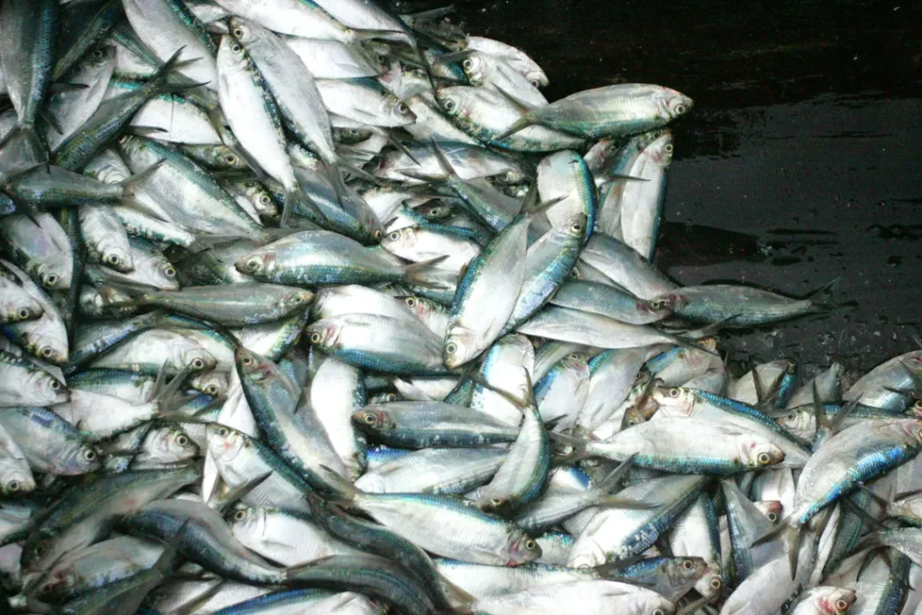 Três espécies de peixes correm risco de extinção no Brasil