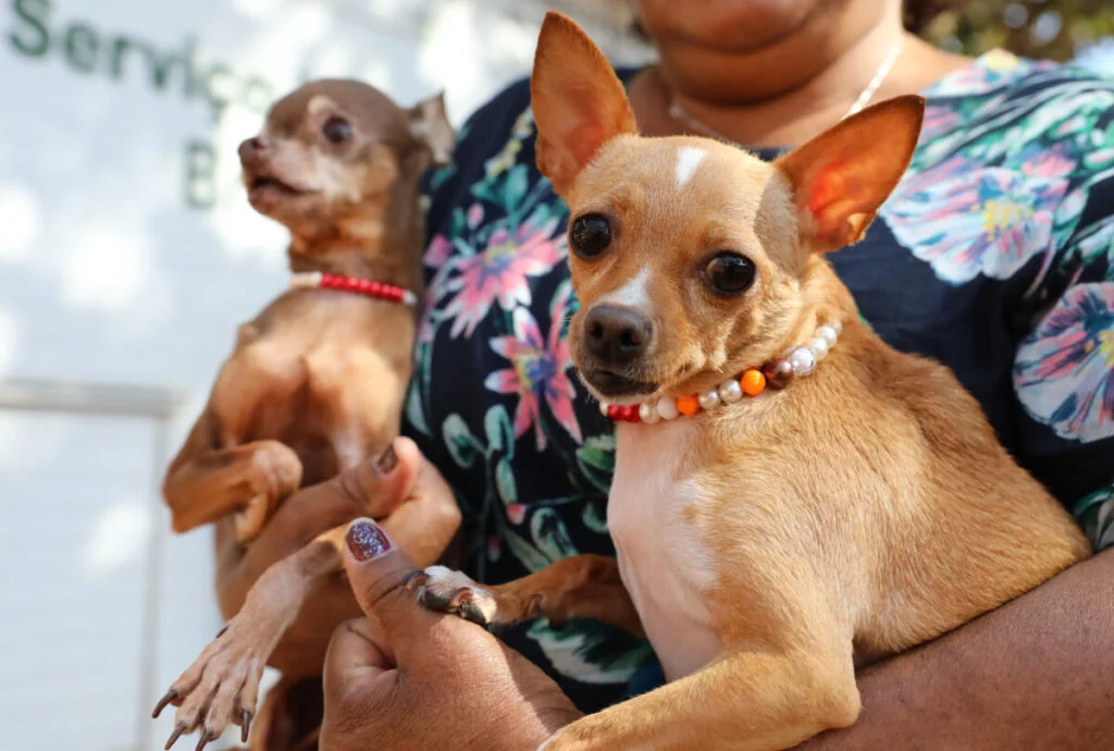 GDF abre mais de 5 mil vagas para castração gratuita de pets