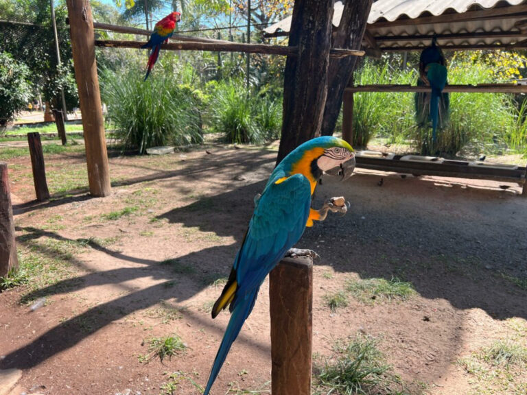 Confira a programação dos parques Mutirama e Zoológico neste fim de semana e feriado