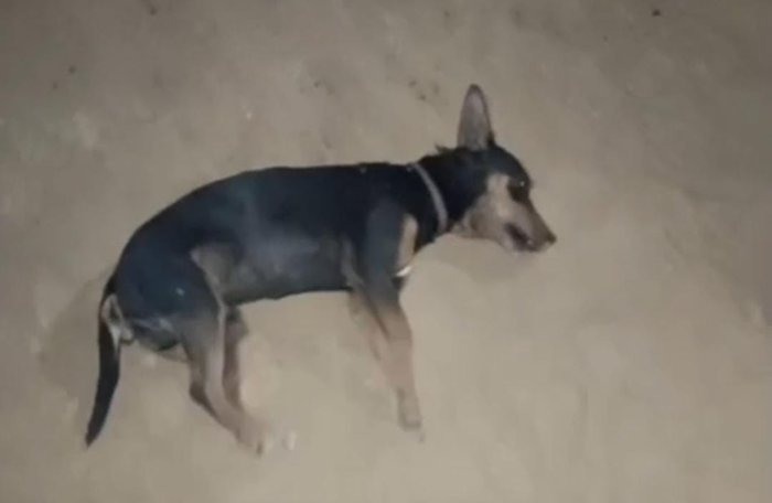 Moradores denunciam suspeita de envenenamento e mortes de animais na zona rural de Caetité