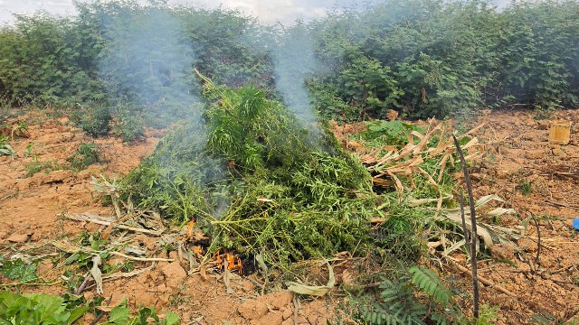 Ação conjunta erradica 2 mil pés de maconha em ilha no Rio São Francisco