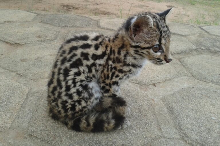 Pesquisa comprova presença de felino ameaçado e raro na Chapada do Araripe