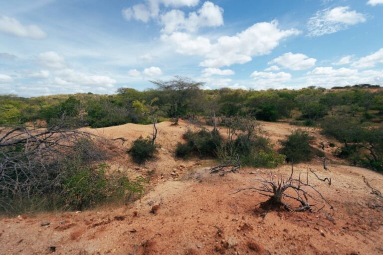 Muita semelhança entre o Egito e o nordeste brasileiro, pouco esperar da COP27