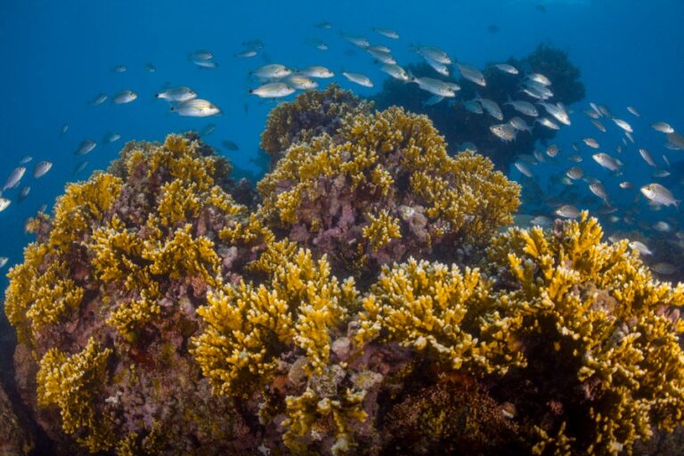 Carta náutica do século XIX revela perda de até 49% de recifes em Abrolhos, na Bahia