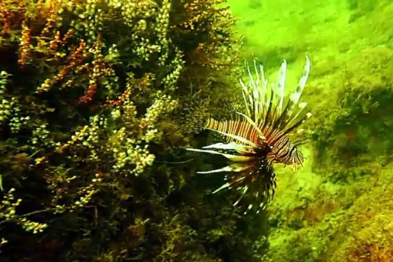 Peixe-leão, espécie invasora, oferece risco ao ecossistema marinho do Nordeste