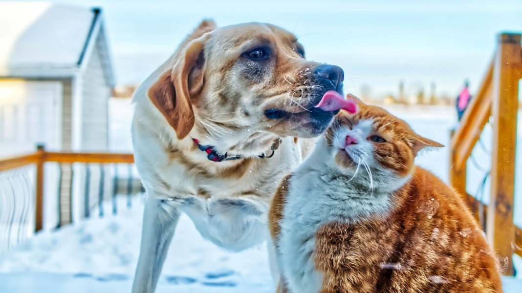 Condomínios do RJ poderão receber certificação especial se criarem espaços de lazer para animais e incentivarem adoção de cães e gatos