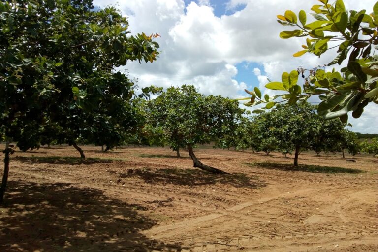 Agricultores familiares do CE e do PI receberão 1,2 milhão de mudas de cajueiro-anão