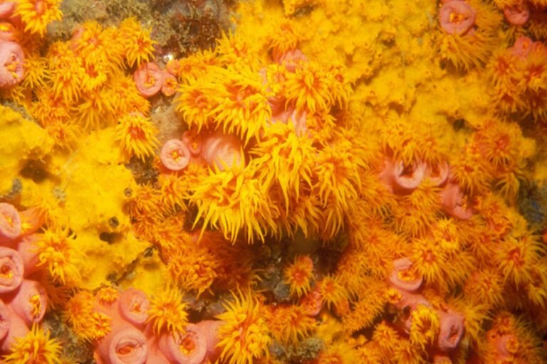 Espécie invasora de coral já é encontrada em três pontos da costa cearense