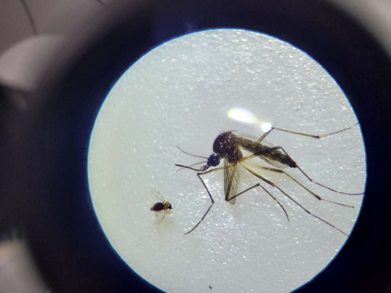 Dengue volta a avançar no Ceará e número de mortes chega a três vezes o registrado em 2024