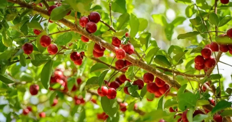 Municípios do Ceará estão entre os maiores produtores de acerola do Brasil