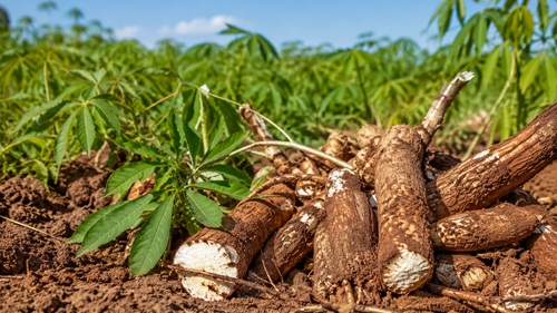 Banco do Nordeste conclui primeiros lotes da licitação do Agroamigo