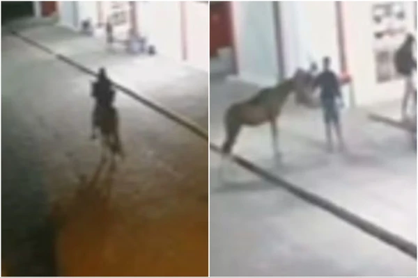Ladrão chega a cavalo, rouba lanchonete e foge montado na Bahia