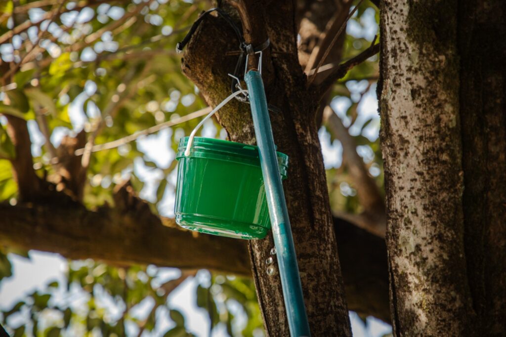 Prefeitura de Anápolis alerta sobre baldinhos verdes instalados em árvores pela cidade