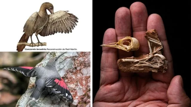 Ave da época dos dinossauros ‘volta à vida’ após cientistas utilizarem crânio fossilizado encontrado no Brasil para reconstruir espécie